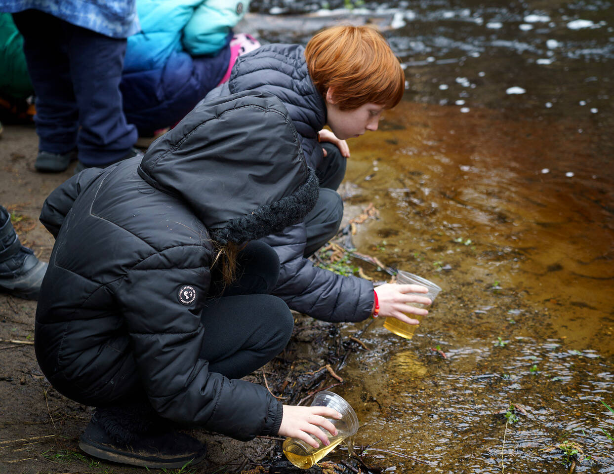 Photo by David Welton
South Whidbey Elementary School students release salmon into Maxwelton Creek in 2023.