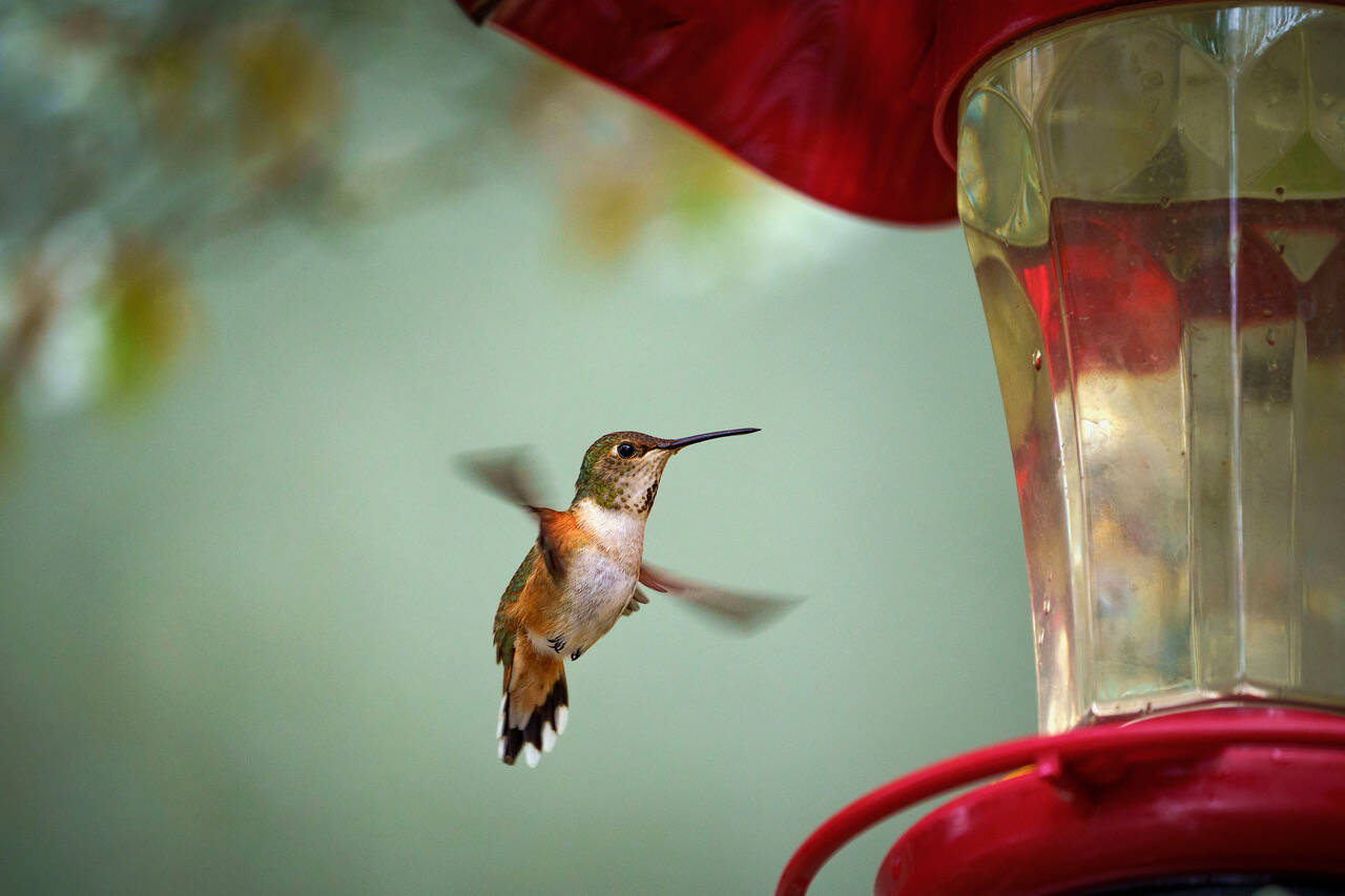 Photo by David Welton
A female rufous hummingbird energizes after her torpor.