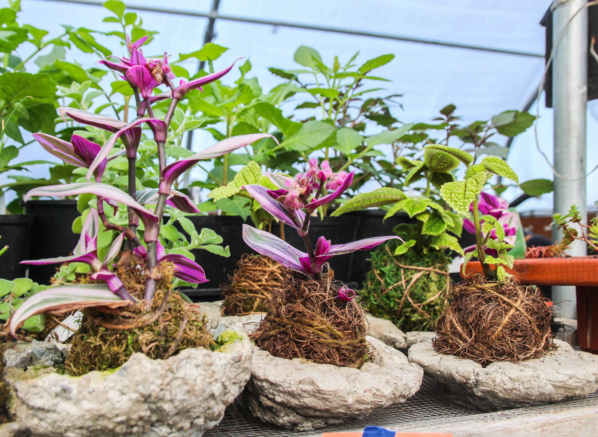 The Coupeville Garden Club will sell these Kodekamas, which are plants growing from balls of soil and moss. (Photo by Luisa Loi)