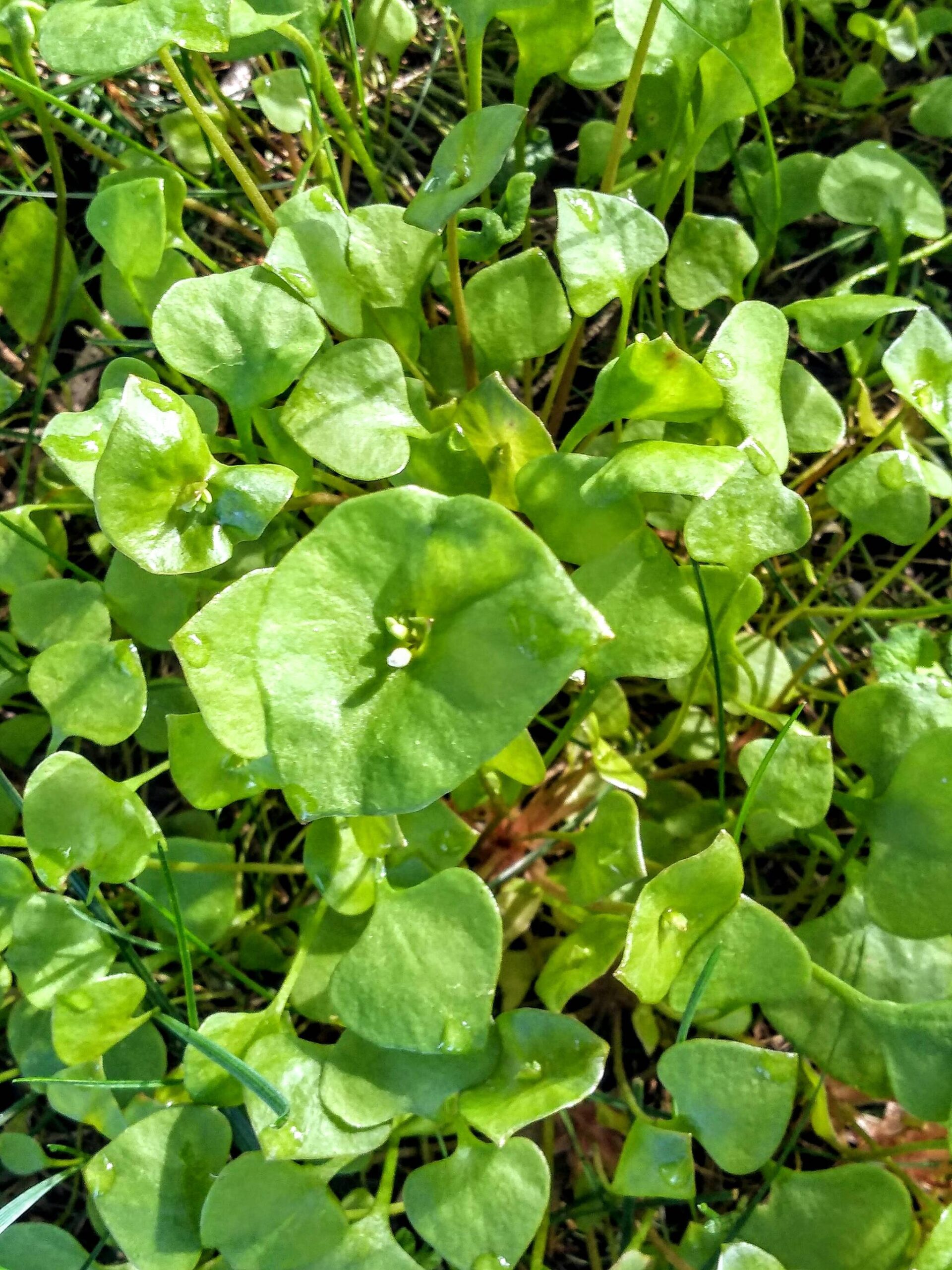 Claytonia perfoliata, also known as miner’s lettuce, is abundant on Whidbey and easily identifiable. (Photo provided)