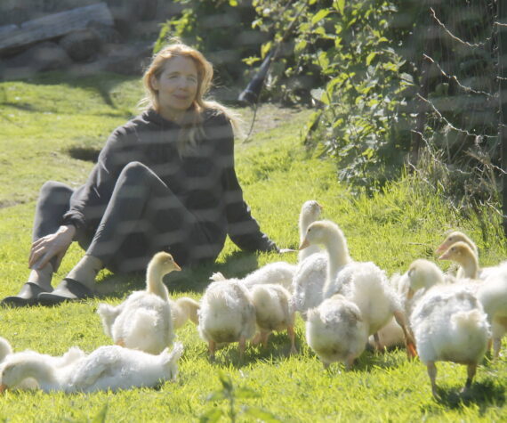 <p>Photo by Kira Erickson/South Whidbey Record</p>
                                <p>Christyn Johnson spends some quality time with her flock of Sebastopol goslings. The heritage breed originated in southeastern Europe and the geese are known for their long, curly feathers.</p>