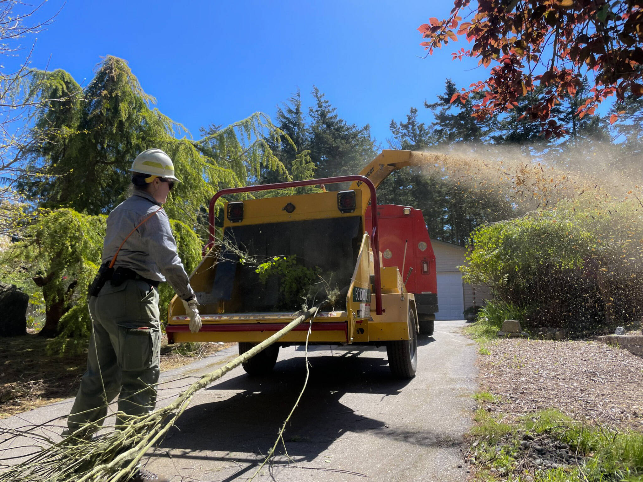 Claire Seitzer-Jones, a Department of Natural Resources firefighter, throws debris from the Pondilla Estates in Coupeville into a chipper. (Photo by Sam Fletcher)