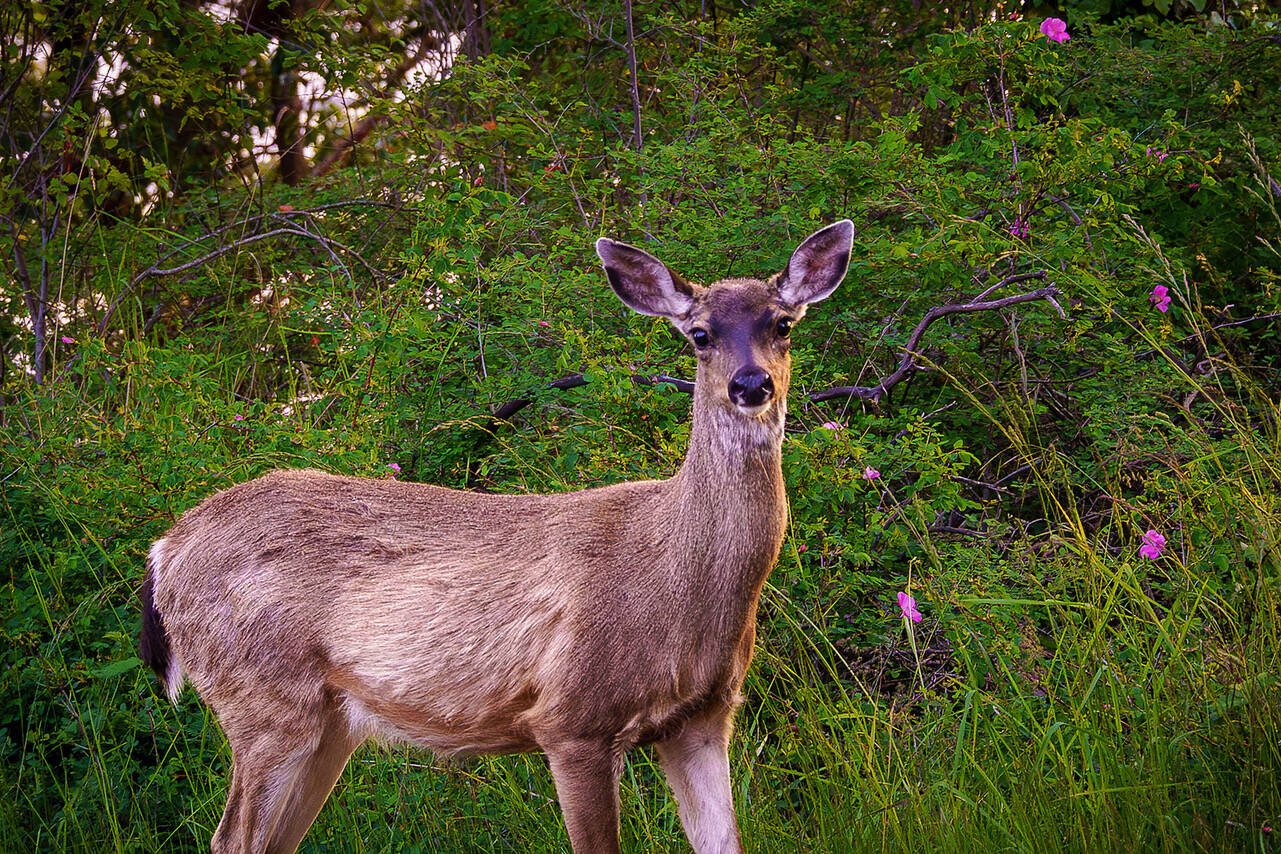 Photo by David Welton
People are no longer allowed to feed deer, elk and moose in the state, but its for their own good. A case of chronic wasting disease, a highly contagious illness among cervids, has been identified in an Eastern Washington deer.