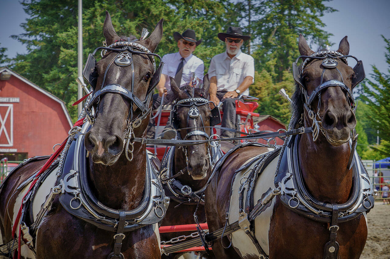 Photo by David Welton
Animals always play an important role in the Whidbey Island Fair.