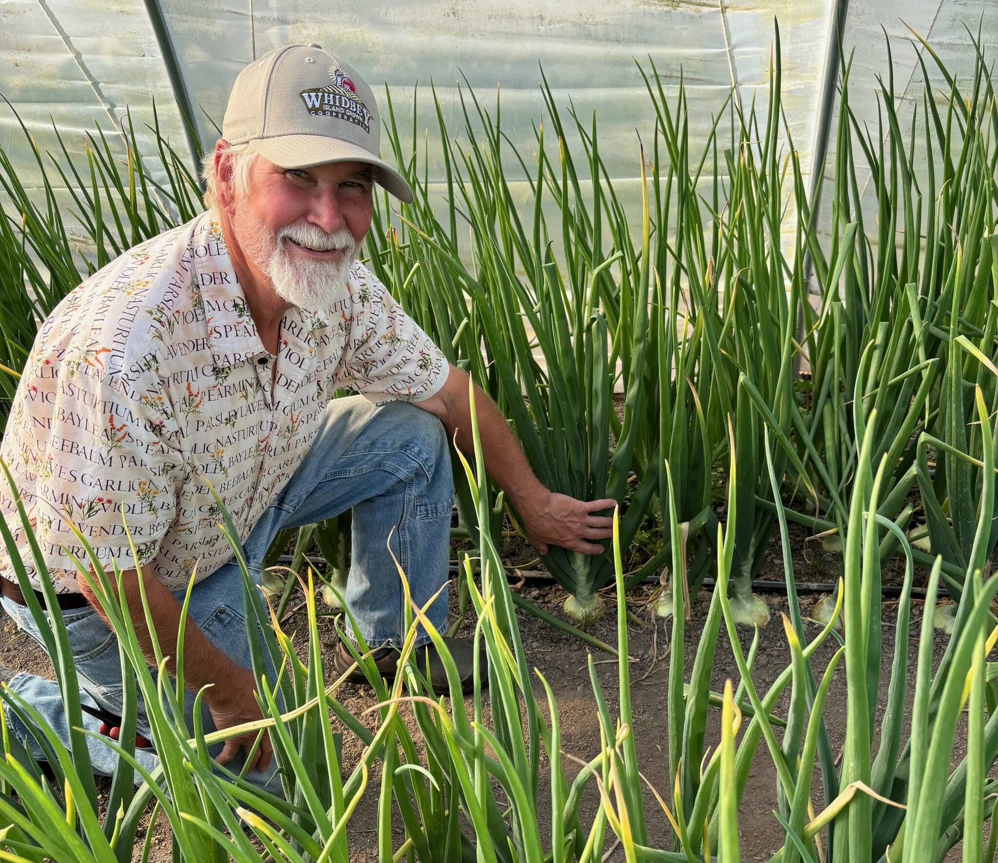 (Photo provided by Kettles Edge Farm). Summer is a busy time for farmer John Burks, who spends much of his time harvesting produce on his 15-acre farm in Coupeville. Whidbey Island Grown Food Hubs new wholesale program connects him with more customers.