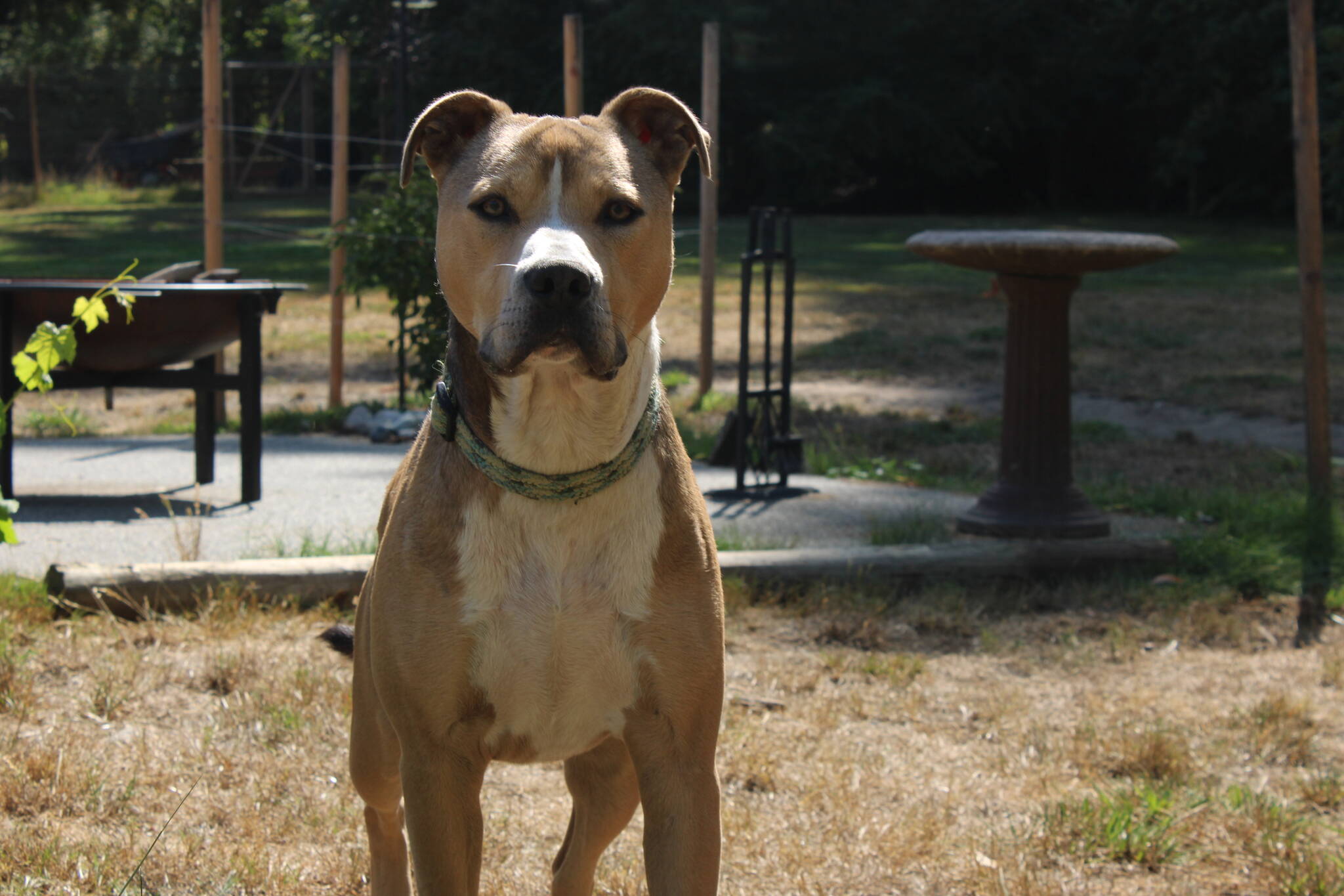 (Photo by Allyson Ballard) Poop Team 6 visits are enjoyed by clients, the Usemans and especially clients pets.