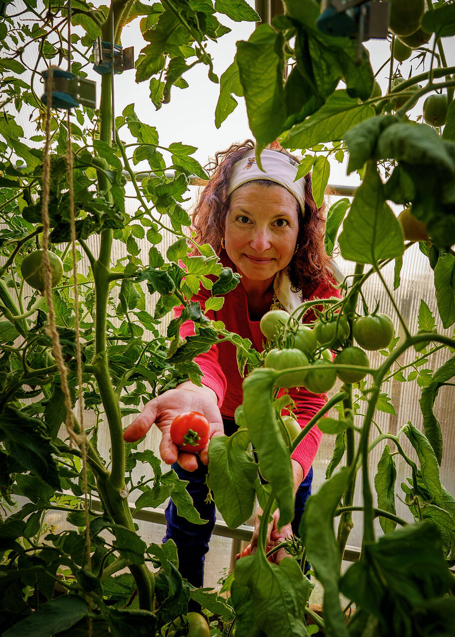 (Photo by David Welton) The harvest is in full swing at Fainting Goat Farms.