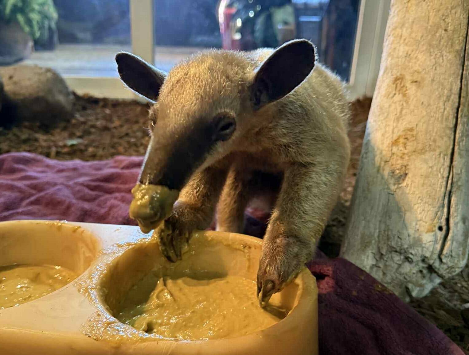 Although the anteaters have not been eating ants at the sanctuary since their arrival, they get the nutrients they need in a diet of watermelon, avocados and more. (Photo by Payton Wilson)