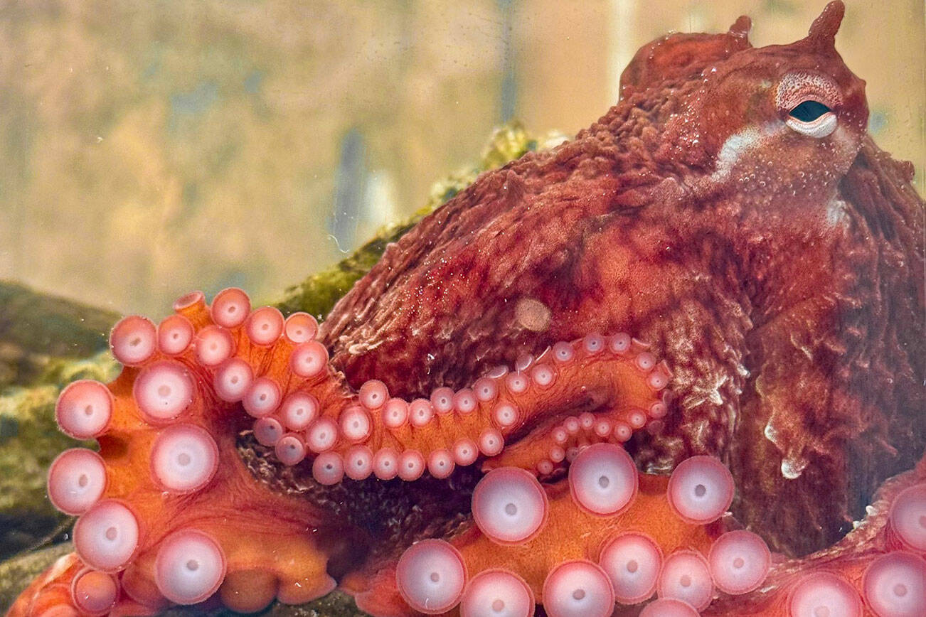 (SEA Discovery Center image) The juvenile Giant Pacific octopus was found in a bottle on Whidbey and taken to an aquarium.