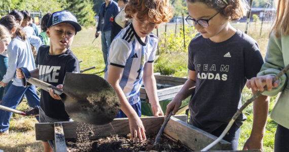 Hayden Cammermeyer dumps compost onto a wire frame for Winston Harper and Murphy Boland to sift the compost during class at South Whidbey Elementary School on Sept. 22, 2025 in Langley, Washington. (Olivia Vanni / The Herald)