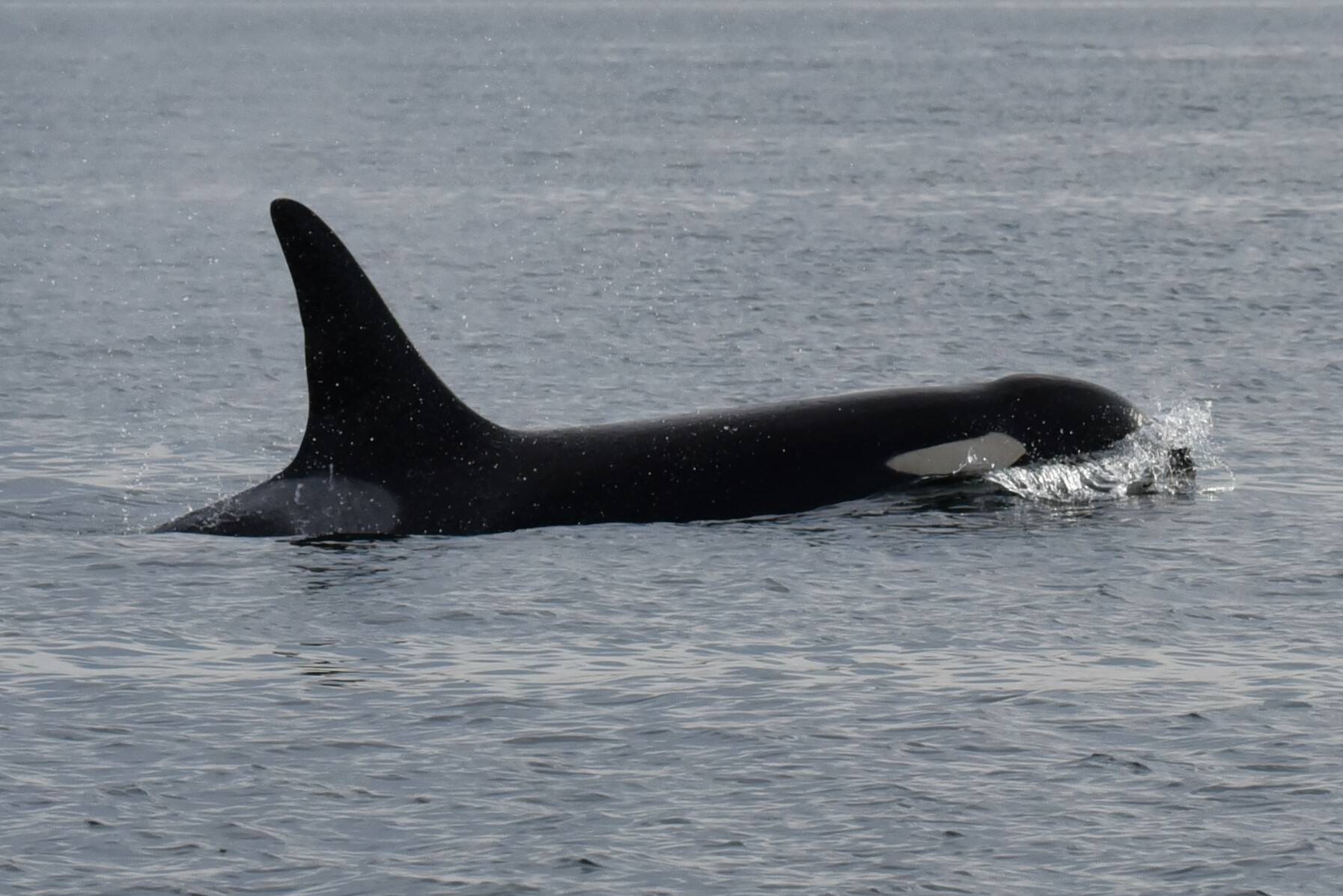 Jim Diers photo
A 16-year-old orca named Moby (J44) makes an appearance in the Salish Sea.