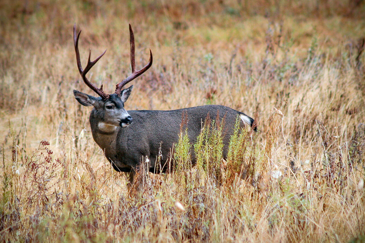 A Whidbey buck in a field of autumn grass. (Photo by David Welton)