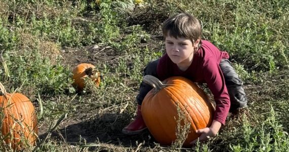 Photo by Beth Chamberlin
Nels Auchterlonie, age 5, uses all of his strength to lift up a pumpkin bigger than his torso.