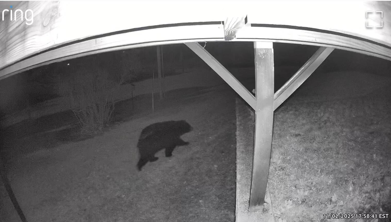 An anonymous North Whidbey resident posted a video of a bear walking through a yard.