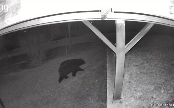 An anonymous North Whidbey resident posted a video of a bear walking through a yard.
