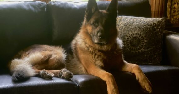 Photo provided of Willie Nelson