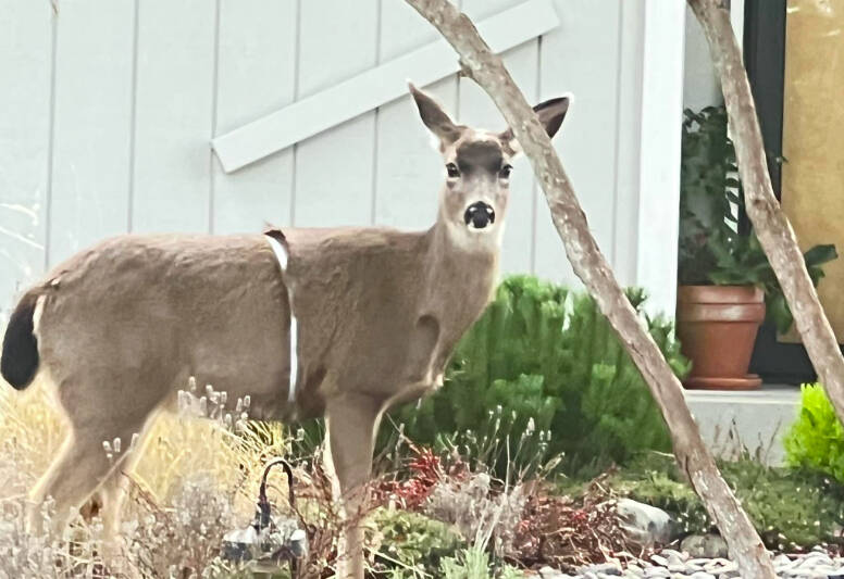 Photo from the Facebook group Alert Whidbey 2.0
A deer roams Whidbey with a metal band wrapped around its abdomen.