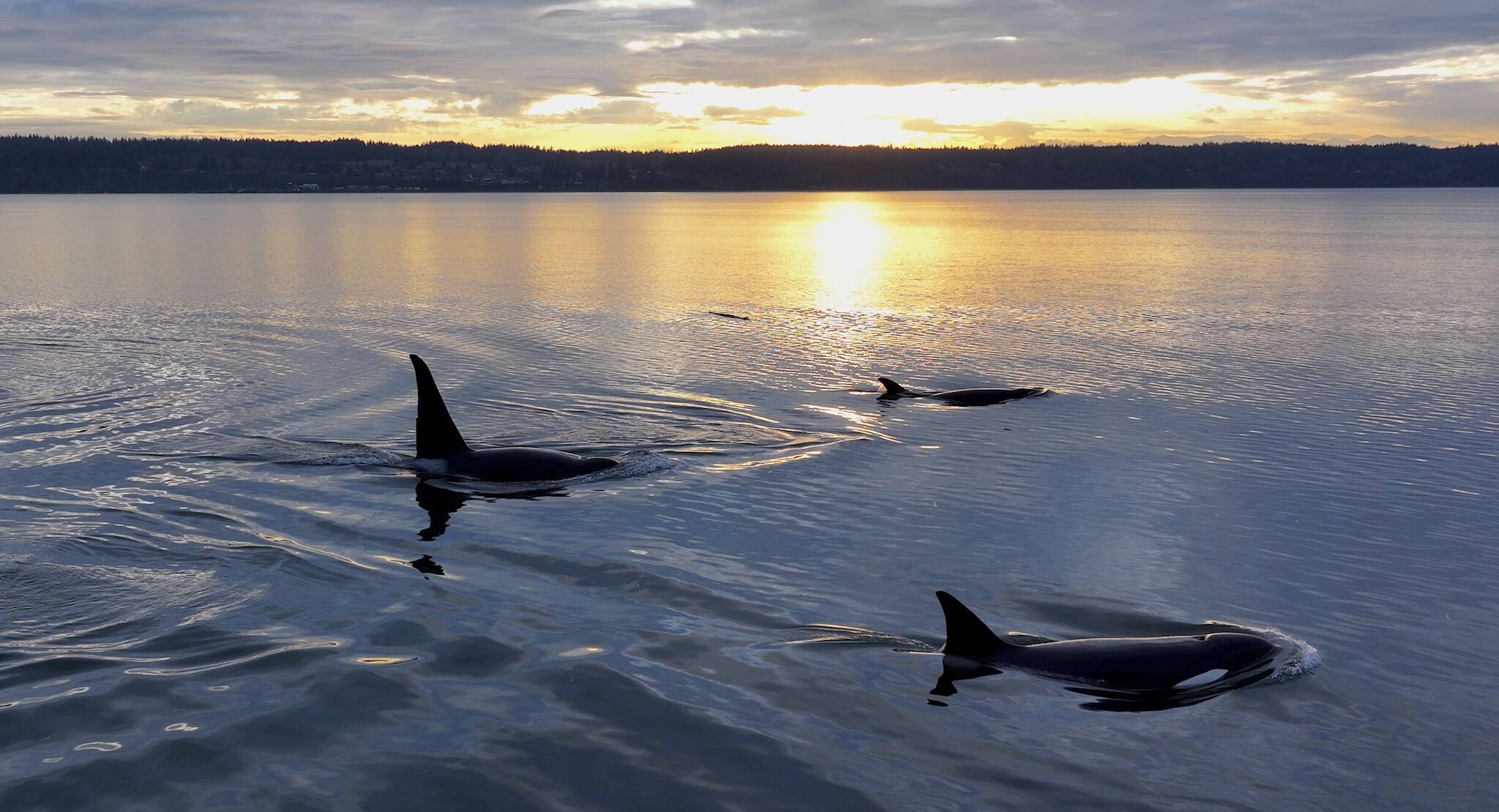 (Photos by Florian Graner - NMFS Permit #26599) Transient orcas hunt along the shores of Whidbey earlier this month.