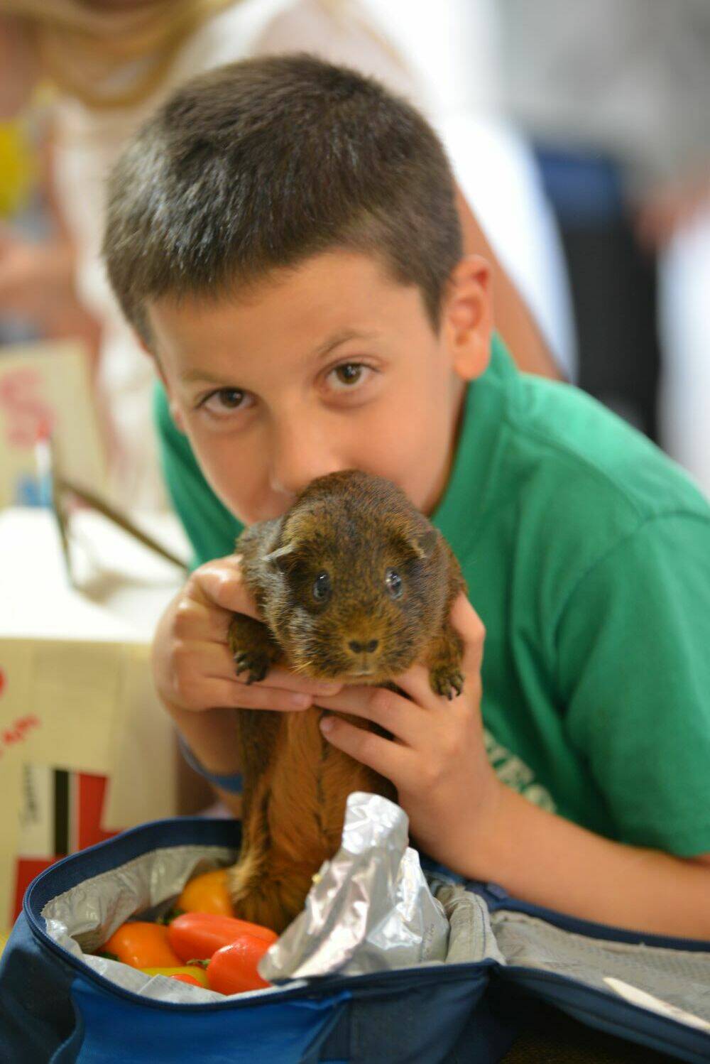 Photo provided by WSU Extension Island County. Miles Herman shows off his cavy, Hedgey.