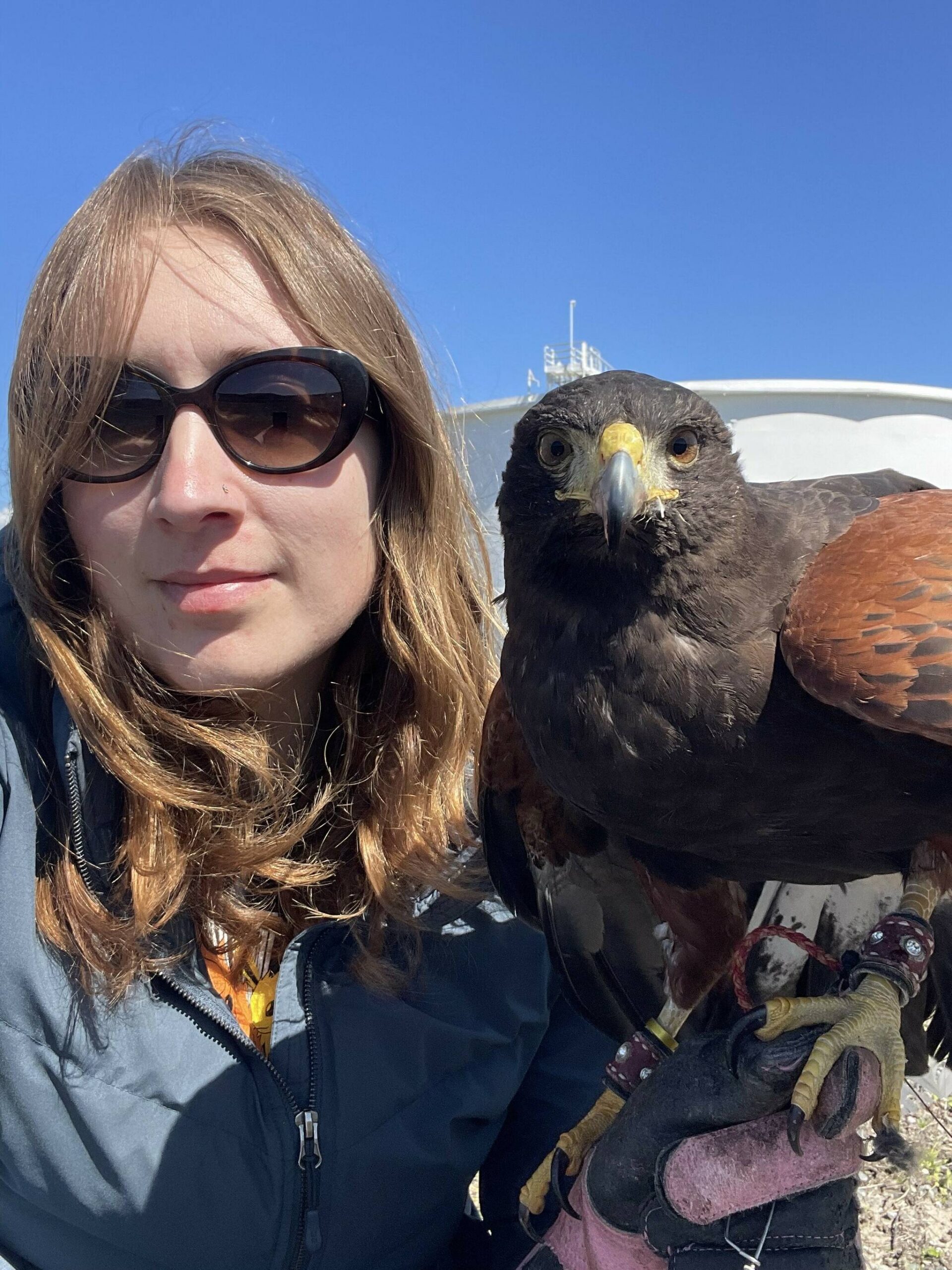 Photo provided. Master falconer and owner of Sky Bird Services LLC, Caitlyn ONeill, poses with her Hariss hawk, Casca.