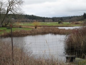Recent flooding at the pond in Maxwelton highlights an issue for local property owners about beaver dams’ impact to their land.