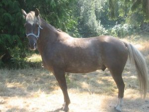 Rebel is still missing after escaping from his rider.