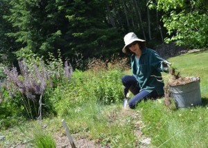 Diane Stone takes out weeds in her vegetable garden. She said she tends to her garden every day.