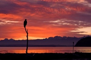 Visions of Whidbey Island dominate the work of photographer Craig Sullivan. Sullivan's photographs will be part of the Whidbey Artists Gallery display at 'Art at the Farm' this weekend at Greenbank Farm.