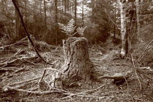 A fern grows out of a stump within the forest in the 664-acre Trillium Woods north of Freeland. A drive to purchase and preserve the property is nearing its goal
