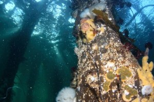 The underwater world of Whidbey's coast as seen through the lens of Todd Graves.