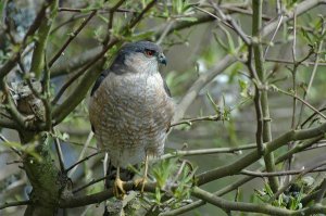 An adult Cooper’s hawk is photographed perched in a tree.