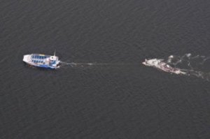 A Deception Pass Tours boat pulls the carcass of a 40-foot gray whale to Oak Harbor on Tuesday afternoon.