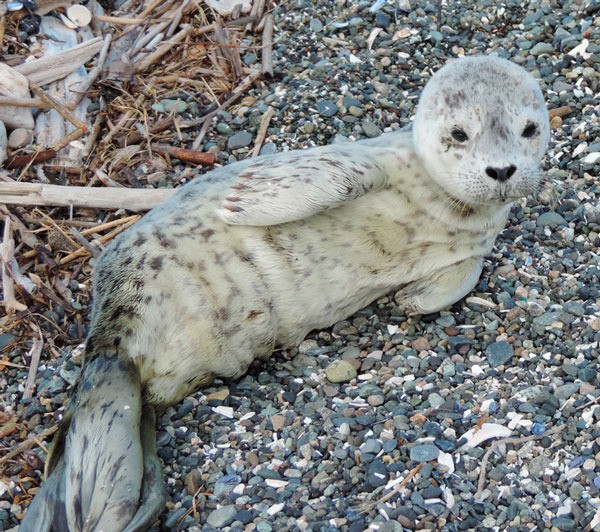Birthing season for seals began in June. Experts are urging people to leave the animals alone and let them survive in the wild.
