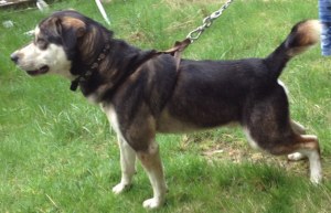 Alex was euthanized Thursday for viciously attacking a young woman who was house sitting.