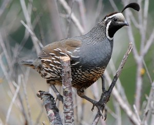 A male California quail looks alert from his perch.