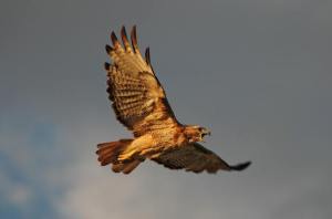 A mature red-tailed hawk lets out a cry as it soars the skies over Whidbey Island.