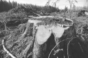 PBWA Properties LLC finished up harvesting more than 50 acres of forest north of Freeland this month. The property has a designated forest land classification and is managed under a timber management plan.