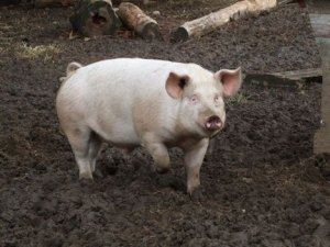Loren and Patty Imes raise pigs for chemical-free pork at their farm on French Road in Clinton.