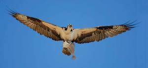 An osprey flies over Whidbey Island with a sole in its talons. Craig and Joy Johnson filmed several days’ worth of bird behavior around their neighborhood in Freeland over the past year in a 53-minute film
