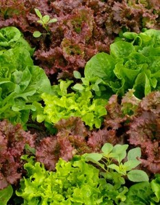 Good Cheer Food Bank's garden is full of leafy greens and other healthy treats for customers.