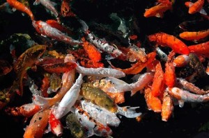 Kris Spencer's 'Koi Attack' is part of Fine Balance Imaging Studios 'Gratitude 4 Giclee Print Art Show' through Feb. 28 at the Bayveiw Cash Store.