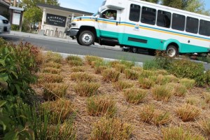 Several rush plants in one Langley rain garden were recently cut back after growing a few feet tall this summer