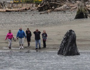 Beach combers encountered this spyhopping whale off Sandy Point last week. Organizers hope that the whales will come out for Langley’s Welcome the Whales weekend this Saturday and Sunday. The Critter Parade will march through downtown at 1:30 p.m. Activities are scheduled all day long. The Langley Centennial Community Portrait will be taken following the parade in downtown Langley. Anybody who feels connected to Langley is welcome to be in the photograph.