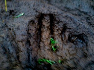 This fuzzy photo of a mysterious footprint was taken near the body of a cow that died in the Maxwelton area Feb. 22. The skin from half its face was removed in what looked like a surgical manner.