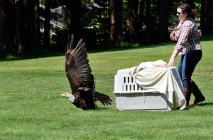 Vicki Taylor of Wolf Hollow releases a bald eagle in Freeland Thursday. The bird was injured in February.