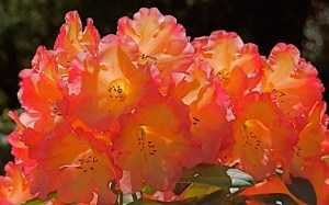 Meerkerk Gardens' 'Seaview Sunset' is just one of the hybrids captured in bloom every spring.