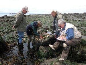 Beach Watchers use a quadrat to measure habitat at Double Bluff Beach in Langley.