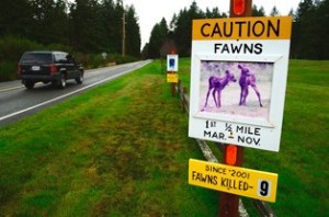 A sign put up by Coles Road resident Jean Knapp shows the number of deer killed by her house over the past decade. The Island County commissioners are in favor of a speed limit reduction on Coles Road but it did not include the section in front of her house.