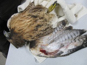 This red-tailed hawk lies wounded with birdshot in its wing at Useless Bay Animal Clinic in Freeland. It was one of two hawks that had to be euthanized after being shot.