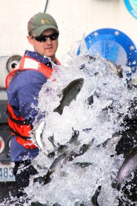 Thousands of rainbow trout were released into Goss Lake in Langley Monday by David Whitmer of the state Department of Fish and Wildlife just in time for Saturday’s opener.